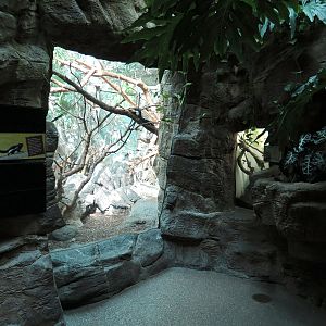 Tropical Discovery - Tri-colored Squirrel Exhibit and New Caledonia Gecko E
