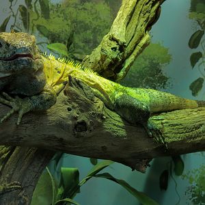 Tropical Discovery - Mexican Spiny-tailed Iguana Exhibit