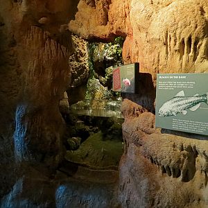 Tropical Discovery - Blind Cave Fish Exhibit