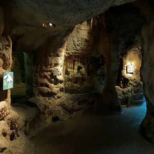 Tropical Discovery - Vampire Bat Exhibit