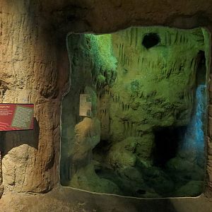 Tropical Discovery - Vampire Bat Exhibit