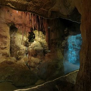 Tropical Discovery - Big Fruit Bat and Short-tailed Bat Exhibit