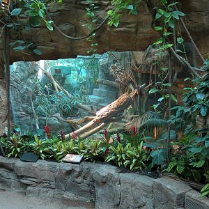 Tropical Discovery - Crocodile Monitor Exhibit