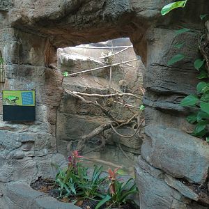 Tropical Discovery - Giant Waxy Tree Frog Exhibit