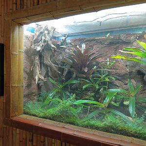 Tropical Discovery - Golden Poison Dart Frog Exhibit