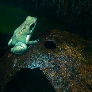 Tropical Discovery - Golden Poison Dart Frog Exhibit