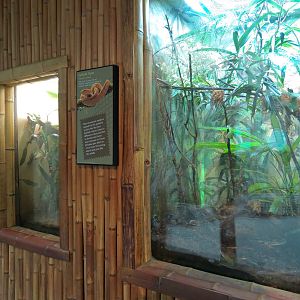 Tropical Discovery - Eyelash Viper Exhibit