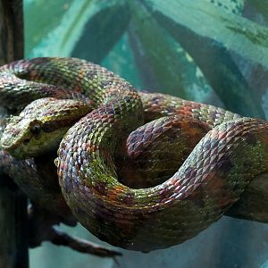 Tropical Discovery - Eyelash Viper Exhibit