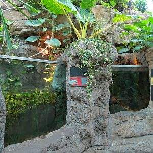 Tropical Discovery - Red-bellied Piranha Exhibit and Madagascar Fishes Exhi