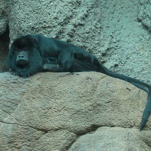 Tropical Discovery - Black Howler Monkey and Capybara Exhibit