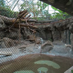 Tropical Discovery - Black Howler Monkey and Capybara Exhibit