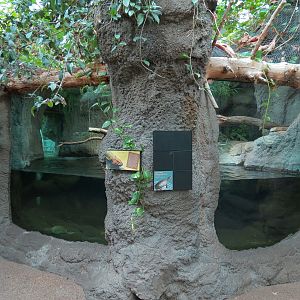 Tropical Discovery - Caiman Lizard and Spot-bellied Side-necked Turtle Exhi