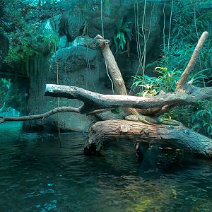 Tropical Discovery - Caiman Lizard and Spot-bellied Side-necked Turtle Exhi