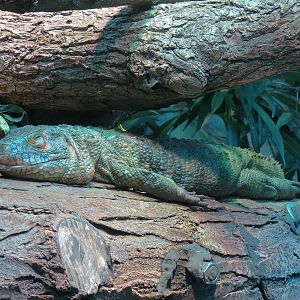 Tropical Discovery - Caiman Lizard and Spot-bellied Side-necked Turtle Exhi