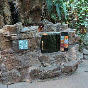 Tropical Discovery - Bala Shark and Others Exhibit