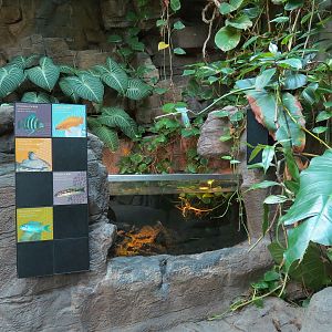 Tropical Discovery - Brichard's Cichlid and Others Exhibit