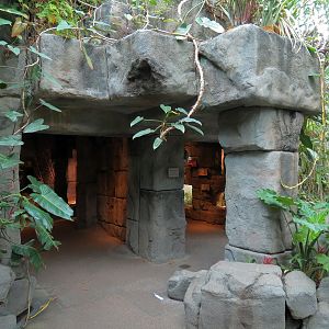 Tropical Discovery - Temple Entry
