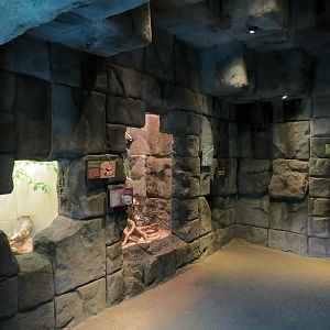 Tropical Discovery - Temple Interior