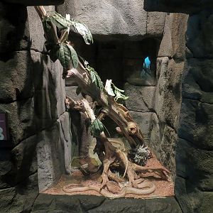 Tropical Discovery - Suphan Cobra Exhibit