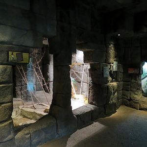 Tropical Discovery - King Cobra Exhibit