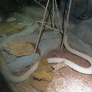 Tropical Discovery - King Cobra Exhibit