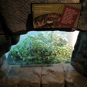 Tropical Discovery - Brazilian Fer-de-Lance Exhibit