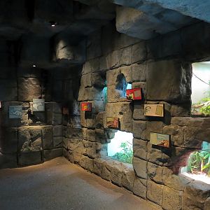 Tropical Discovery - Temple Exhibits