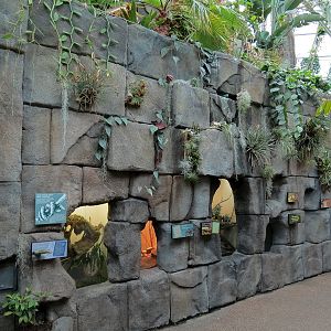 Tropical Discovery - Reptile Exhibits