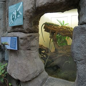 Tropical Discovery - Green Tree Monitor Exhibit