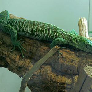 Tropical Discovery - Green Tree Monitor Exhibit