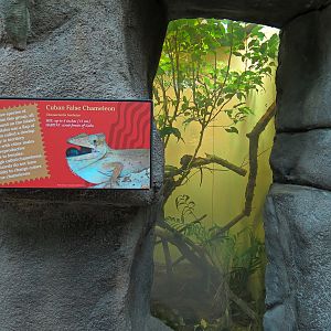 Tropical Discovery - Cuban False Chameleon Exhibit