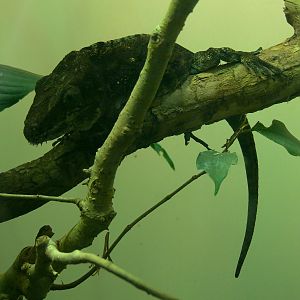 Tropical Discovery - Cuban False Chameleon Exhibit