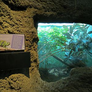 Tropical Discovery - Meller's Chameleon Exhibit