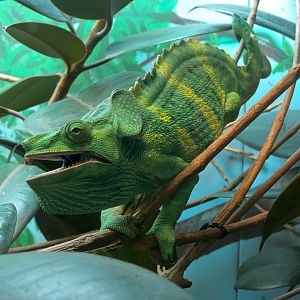 Tropical Discovery - Meller's Chameleon Exhibit