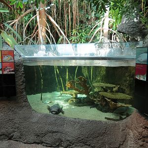 Tropical Discovery - Coral Cat Shark and Others Exhibit