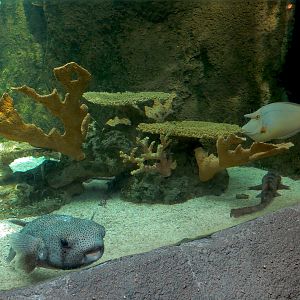 Tropical Discovery - Coral Cat Shark and Others Exhibit