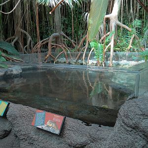 Tropical Discovery - Archerfish and Mudskipper Exhibit