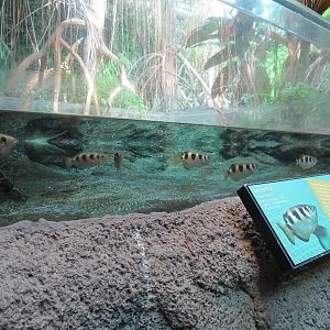 Tropical Discovery - Archerfish and Mudskipper Exhibit
