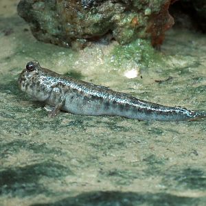 Tropical Discovery - Archerfish and Mudskipper Exhibit