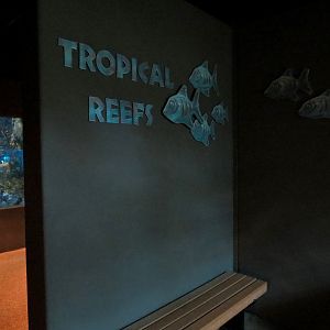Tropical Discovery - Tropical Reefs Entry