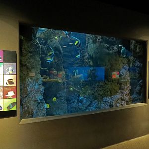 Tropical Discovery - Tropical Reefs Main Exhibit