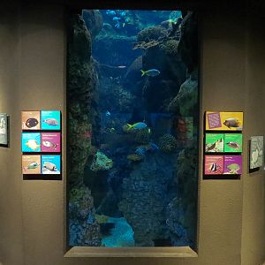 Tropical Discovery - Tropical Reefs Main Exhibit