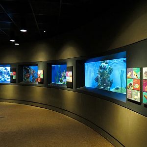 Tropical Discovery - Tropical Reefs Exhibits