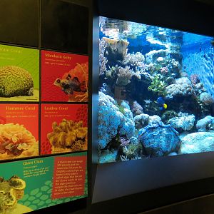 Tropical Discovery - Tropical Reefs Flame Angel and Others Exhibit