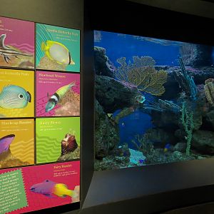 Tropical Discovery - Blackcap Basslet and Others Exhibit