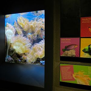 Tropical Discovery - Bubble Sea Anemone and Others Exhibit