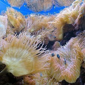 Tropical Discovery - Bubble Sea Anemone and Others Exhibit