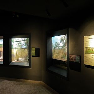 Tropical Discovery - Cypress Swamps Exhibits