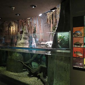 Tropical Discovery - Cypress Swamps Alabama Map Turtle and Others Exhibit