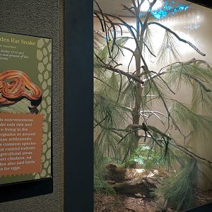 Tropical Discovery - Cypress Swamps Everglades Rat Snake Exhibit